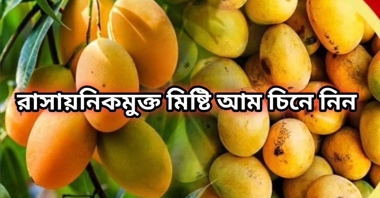 Identify Mango Chemically Ripened :আমকে ফলের রাজা বলা হয়ে থাকে কারণ এতে রয়েছে অনেক পুষ্টি গুনাগুন যা আমাদের স্বাস্থ্যের জন্য বিশেষভাবে কার্যকরী।